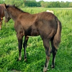 GEORGE - out of Always Invite Megan (Owned by Galloping B Ranch)